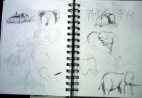 More elephants